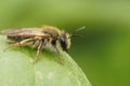 Closeup on a female melow miner, andrena mitis, sitting on a leaf Royalty Free Stock Photo