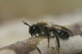 Closeup on a female nycthemeral minder, Andrena nycthemra , sitting on wood