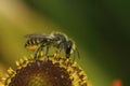 Closeup on a female Patchwork leafcutter bee, Megachile centuncularis, sitting on an orange Helenium flower