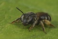 Closeup on a female of the rare Wilke's mining bee, Andrena wilkella, a specialist on clover, sitting on a green