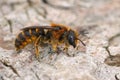 Closeup on a female of the red haired rare Osmia rufohirta mason solitary bee sitting on wood