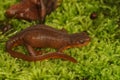 Closeup on a female Rough-skinned newt, Taricha granulosa a highly poisonous amphibian Royalty Free Stock Photo