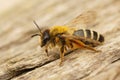 Closeup on a female Yellow-legged mining bee, Andrena flavipes, sitting on wood