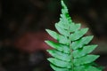 Natural closeup fern leaf agains shallow depth of field for background Royalty Free Stock Photo