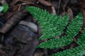 Natural closeup fern leaf agains shallow depth of field for background Royalty Free Stock Photo