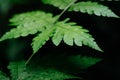 Natural closeup fern leaf agains shallow depth of field for background Royalty Free Stock Photo