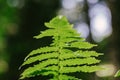 Natural closeup fern leaf agains shallow depth of field for background Royalty Free Stock Photo