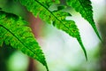 Natural closeup fern leaf agains shallow depth of field for background Royalty Free Stock Photo