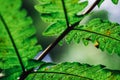 Natural closeup fern leaf agains shallow depth of field for background Royalty Free Stock Photo