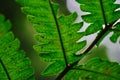 Natural closeup fern leaf agains shallow depth of field for background Royalty Free Stock Photo