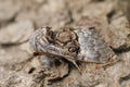 Closeup on a fresh emerged Nut-tree Tussock moth, Colocasia coryli sitting on wood