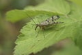 Closeup on a German scorpionfly, Panorpa germanica sitting on a green leaf