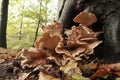 Closeup on the Giant Polypore fungus, Meripilus giganteus in the forest