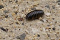 Closeup on a Glomeris marginata milliped resembling a pill-bug woodlouse Royalty Free Stock Photo