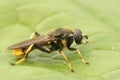 Closeup on a golden-tailed leafwalker hoverfly, Xylota sylvarum sitting on a green leaf