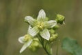 Closeup on a green flowering White bryony, Bryonia dioica wildflower plant