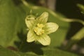 Closeup on a green flowering White bryony, Bryonia dioica wildflower plant