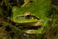 Closeup on a green North-American Pacific treefrog ,Pseudacris regilla sitting on moss Royalty Free Stock Photo