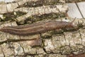 Closeup of a grey leopard slug, Limax maximus, on the ground in a garden Royalty Free Stock Photo