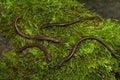 Closeup on a group of Hell Hollow Slender Salamanders, Batrachoseps diabolicus sitting on green moss