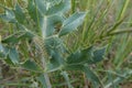 Closeup on the hairy green caterpillar of the colorful diurnal sluggish burnet moth, Zygaena erythrus, on Field eryngo