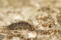 Closeup on a hairy springtail, Orchesella villosa on the underside of wood