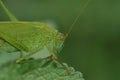 Closeup on the head of a green sickle-bearing bush-cricket , Phaneroptera falcata sitting on twig