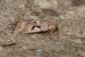 Closeup on the Hebrew Character owlet moth, Orthosia gothica, sitting on wood Royalty Free Stock Photo