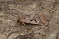 Closeup on the Hebrew Character owlet moth, Orthosia gothica, sitting on wood Royalty Free Stock Photo