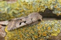 Closeup on the Hebrew Character owlet motrh, Orthosia gothica sitting on wood Royalty Free Stock Photo