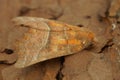 Closeup on the herald owlet moth, Scoliopteryx libatrix sitting on wood