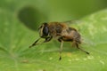 Closeup on a honey bee mimicking dron,e fly, sitting on a green leaf Royalty Free Stock Photo