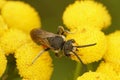 Closeup on the large, brilliant red cleptoparasite blood bee, Sphecodes albilabris sitting on yellow Tansy flower in the Royalty Free Stock Photo