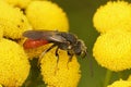 Closeup on the large, brilliant red cleptoparasite blood bee, Sphecodes albilabris sitting on yellow Tansy flower in the Royalty Free Stock Photo