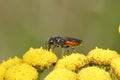 Closeup on the large, brilliant red cleptoparasite blood bee, Sphecodes species, sitting on yellow Tansy flower in the Royalty Free Stock Photo