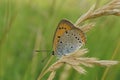 Closeup on the Large copper, Lycaena dispar, sitting with closed wings in the vegetation