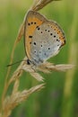 Closeup on the Large copper, Lycaena dispar, sitting with closed wings in the vegetation