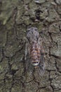 Closeup on a large European mediterranean tree-cricket, Cicada orni sitting well camouflaged on the bark of a tree in