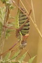 Closeup on the large gravid female Mediterranean Western Saddle Bush-Cricket, Ephippiger diurnus