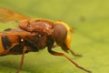 Closeup on a large hornet mimic hoverfly Volucella zonaria, sitting on a green leaf in the garden