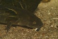 Closeup on a large larvae of the North-american Barred tiger salamander Ambystoma mavortium Royalty Free Stock Photo