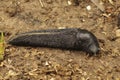 Closeup on a large slimy, air-breathing ash-black land slug, Limax cinereoniger Royalty Free Stock Photo