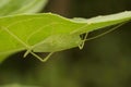 Closeup on the light green bush-cricket ,Meconema thalassinum, hanging upside down under a green leaf