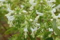 Closeup on the light white cream colored flower of the annual yellow woundwort, Stachys annua Royalty Free Stock Photo