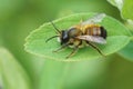 Closeup on a male European red mason bee, Osmia rufa sitting on a green leaf Royalty Free Stock Photo