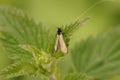 Closeup on a male green longhorn moth, Adela reaumurella, with it's incredible long antenna , sittng on a green leaf