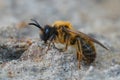 Closeup of the male of the Grey-gastered mining bee, Andrena tibialis, sitting on the ground