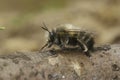 Closeup of a male of the hairy-footed flower bee , Anthophora plumipes sitting on a tree-trunk Royalty Free Stock Photo