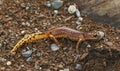 Closeup on a male of the North-Californian Ensatina escholtzii picta salamander