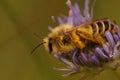 Closeup on a male Pantaloon bee, Dasypoda hirtipes, sitting in the blue flower of Jasione montana